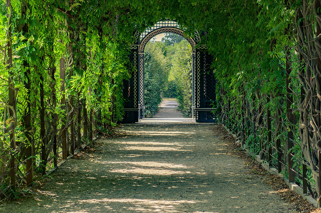 green tunnel of trees in park Green tunnel in fresh spring foliage. Way to nature. Natural background from beautiful garden.